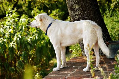 Side view of a dog standing on tree trunk