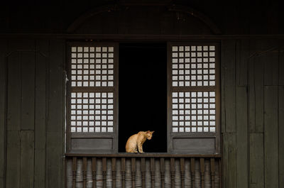 Cat in window