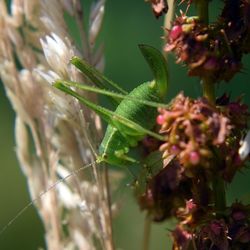 Close-up of flower buds