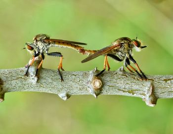 Close-up of insect on plant