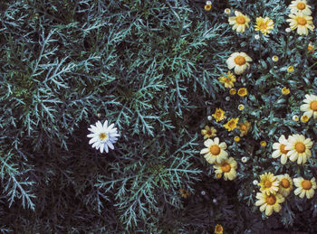 High angle view of daisies on field