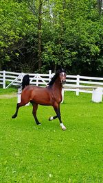 Horse on grassy field