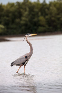 High angle view of gray heron perching on a lake