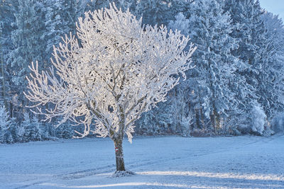 Bare tree in snow covered landscape