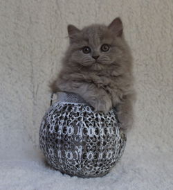 Close-up portrait of cat sitting by wall