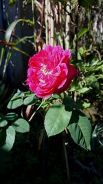 Close-up of pink rose