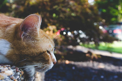 Close-up of ginger cat