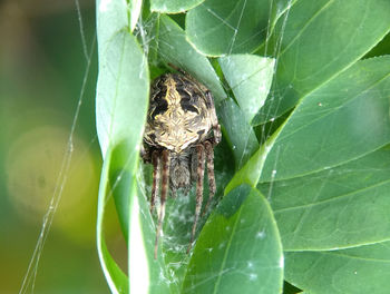 Close-up of spider on web