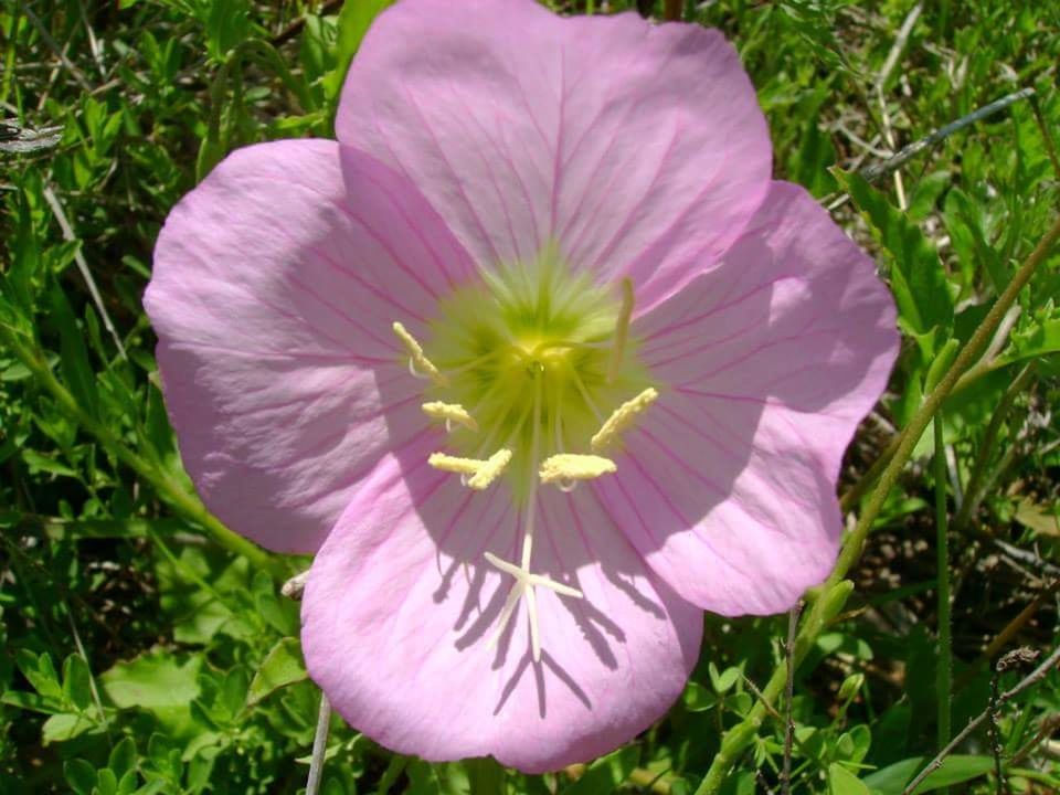 Pink buttercup