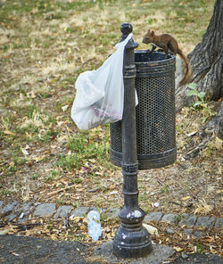 Squirrel on garbage bin at park