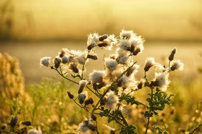 Close-up of flowering plant on field