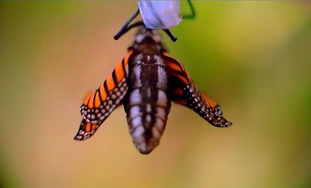 animal themes, one animal, animals in the wild, insect, wildlife, close-up, animal markings, focus on foreground, animal wing, butterfly - insect, butterfly, nature, beauty in nature, selective focus, spread wings, no people, zoology, outdoors, full length, flower