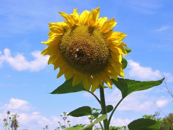 Low angle view of sunflower against sky