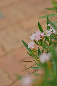 Close-up of white flowering plant