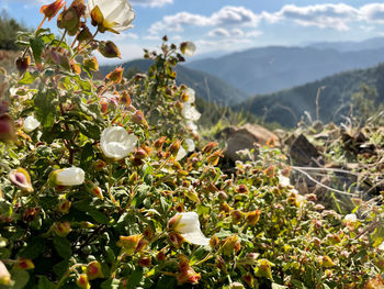 Close-up of plants growing on field