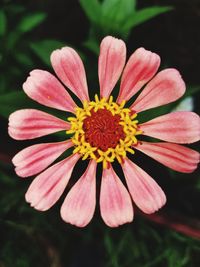 Close-up of yellow flower blooming outdoors