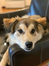 Close-up portrait of dog at home