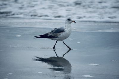 Close-up of seagull