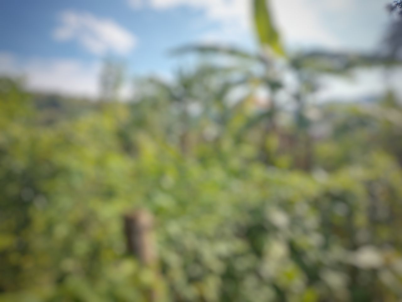 CLOSE-UP OF PLANTS GROWING IN FIELD