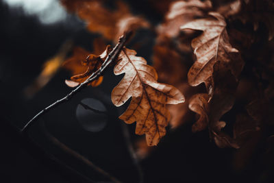 Close-up of dry maple leaves on tree