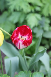 Close-up of red rose flower