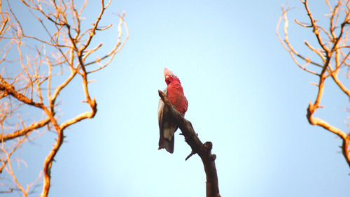 Low angle view of bird perching on bare tree against clear sky