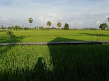 Scenic view of field against sky