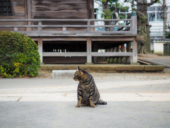 View of a cat looking away