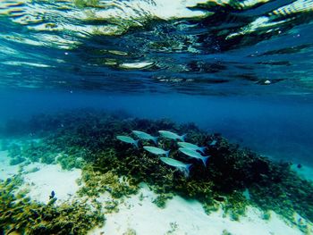 Fish swimming in sea