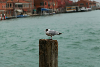 Seagull perching on wooden post