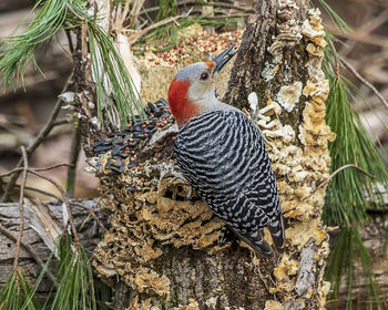 Close-up of bird perching on tree