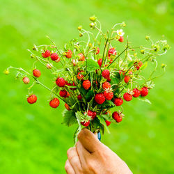 Close-up of hand holding red berries