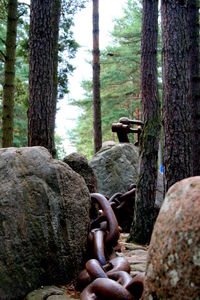 Close-up of tree trunk in forest