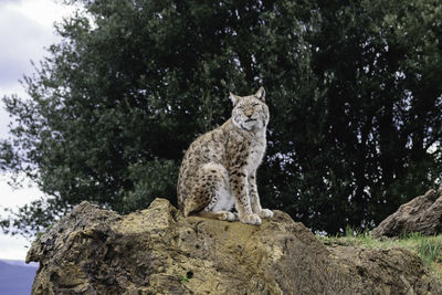 Low angle view of cat on rock