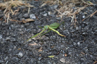 Close-up of insect