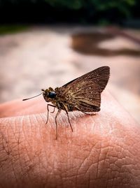 Close-up of insect on hand