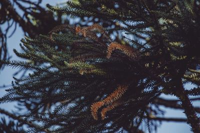 Low angle view of pine tree