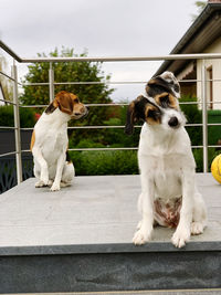 Dog sitting in a horse looking away