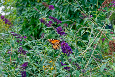 butterfly