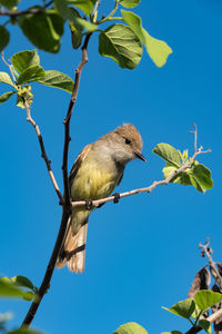 Low angle view of bird perching on branch against blue sky