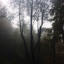 Trees in forest against sky