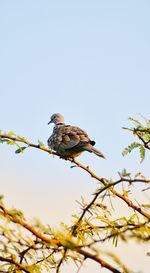 Low angle view of bird perching on branch against sky