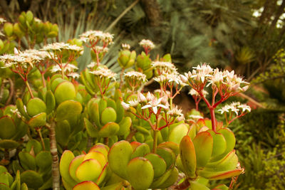 Close-up of berries on plant