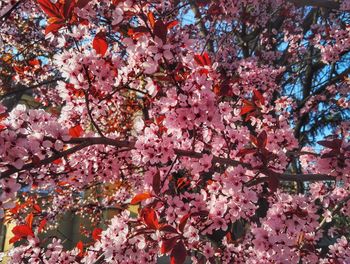 Close-up of flowers on tree