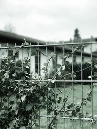 View of greenhouse