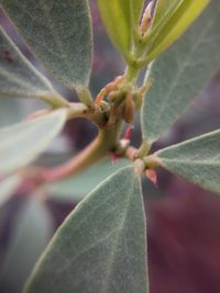 Close-up of small plant growing outdoors