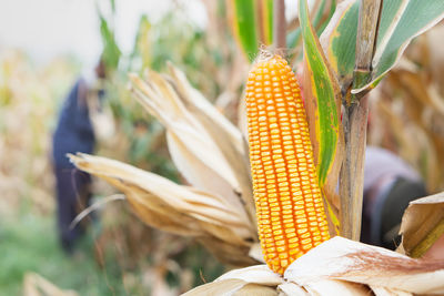 Close-up of corn on plant