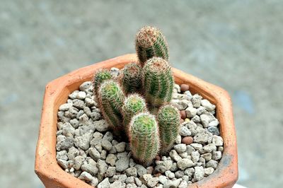 High angle view of succulent plant