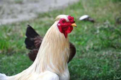 A rooster with a crest on its head
