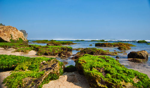 Scenic view of sea against clear blue sky